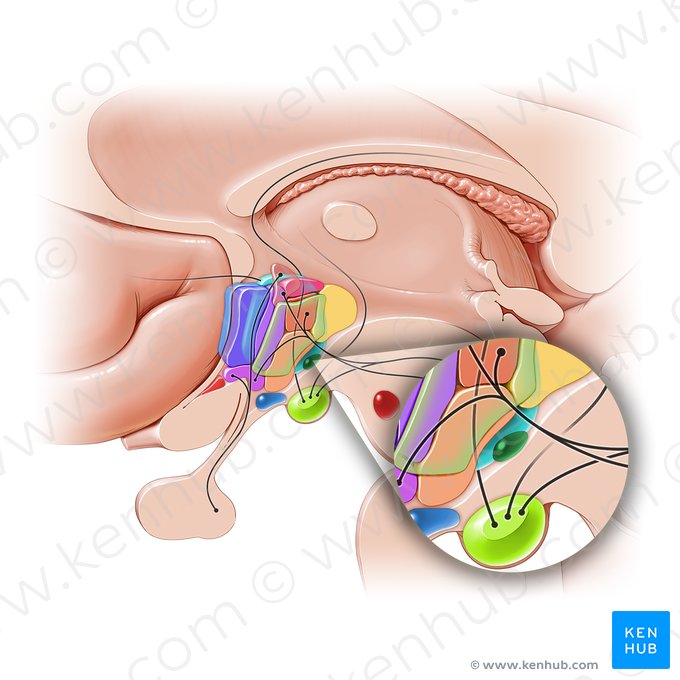 Núcleo tuberomamilar (Nucleus tuberomammillaris); Imagem: Paul Kim