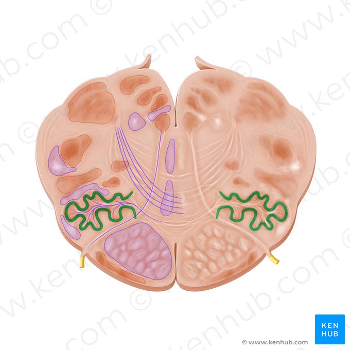 Núcleos olivares (Nuclei olivares); Imagem: Paul Kim