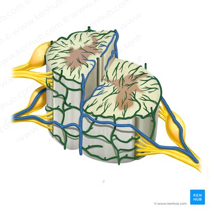 Plexus venosus coronalis (Koronaler Venenplexus); Bild: Rebecca Betts