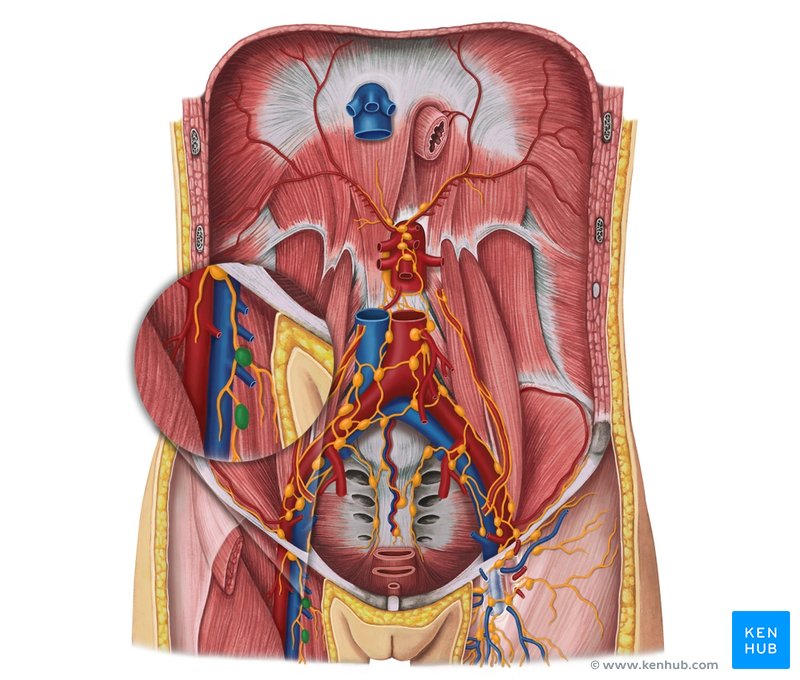 Deep inguinal lymph nodes - ventral view