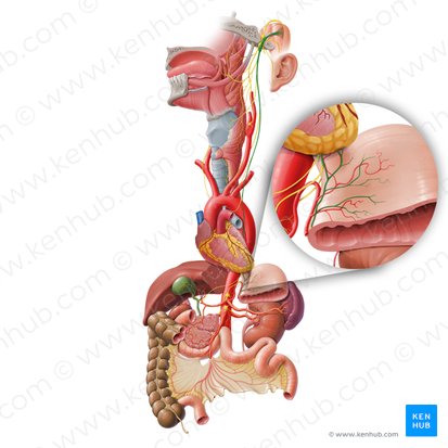 Ramos gástricos anteriores do tronco vagal anterior (Rami gastrici anteriores trunci vagalis anterioris); Imagem: Paul Kim