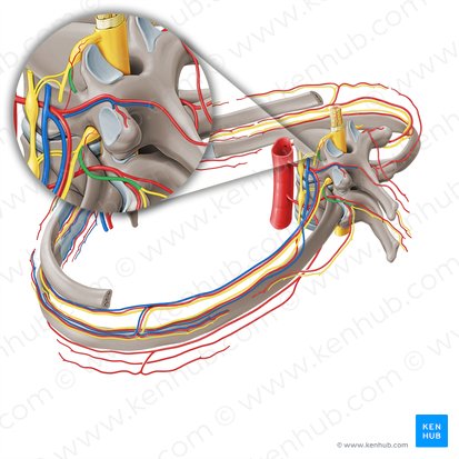 Rameau postérieur du nerf spinal (Ramus posterior nervi spinalis); Image : Paul Kim