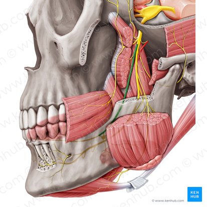 Lingual nerve (Nervus lingualis); Image: Paul Kim