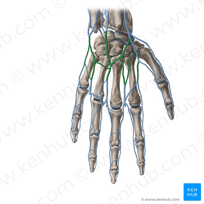 Red venosa dorsal de la mano (Rete venosum dorsale manus); Imagen: Yousun Koh