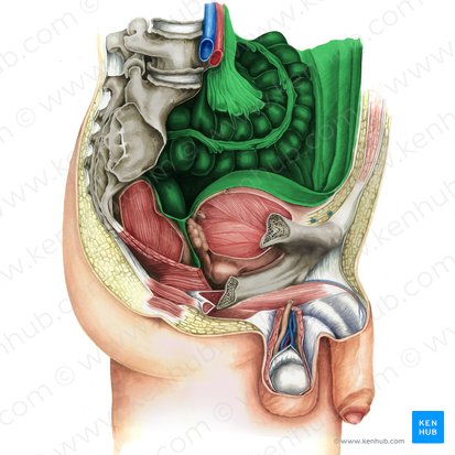 Peritônio (Peritoneum); Imagem: Irina Münstermann