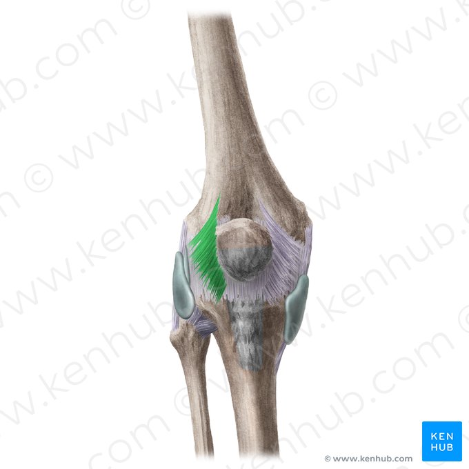 Lateral patellar retinaculum (Retinaculum patellae laterale); Image: Liene Znotina