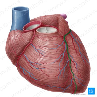Vena cardiaca magna (Große Herzvene); Bild: Yousun Koh