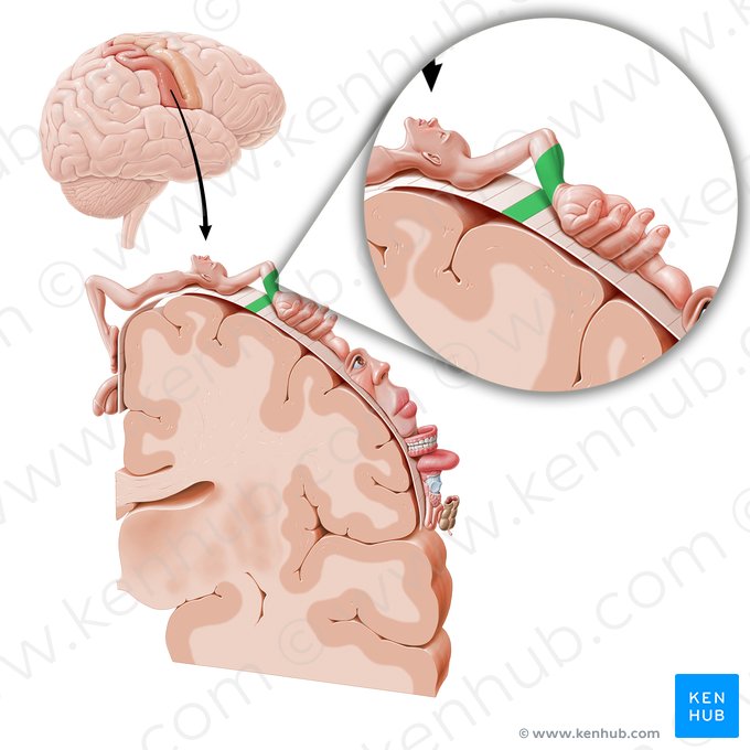 Corteza sensitiva del antebrazo (Cortex sensorius regionis antebrachii); Imagen: Paul Kim
