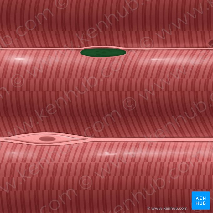 Myocyte nucleus (Nucleus myocyti); Image: Tal Bavli Ziv