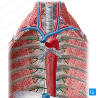 Arteria intercostalis posterior (Hintere Zwischenrippenarterie); Bild: Yousun Koh