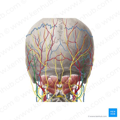 Lesser occipital nerve (Nervus occipitalis minor); Image: Yousun Koh