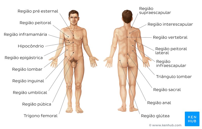 Regiões do tórax e abdome - vistas anterior e posterior