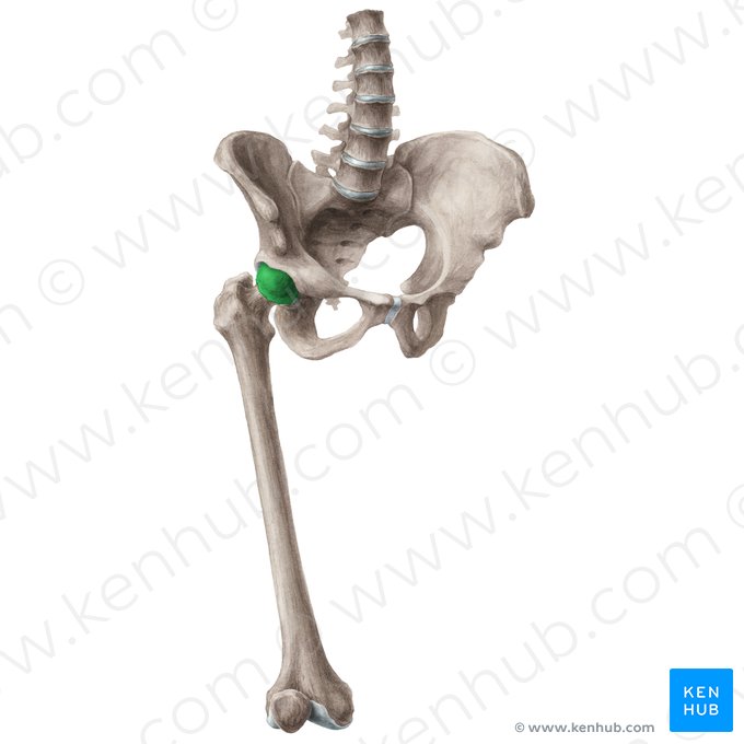 Head of femur (Caput ossis femoris); Image: Liene Znotina