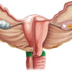 Vaginal fornix