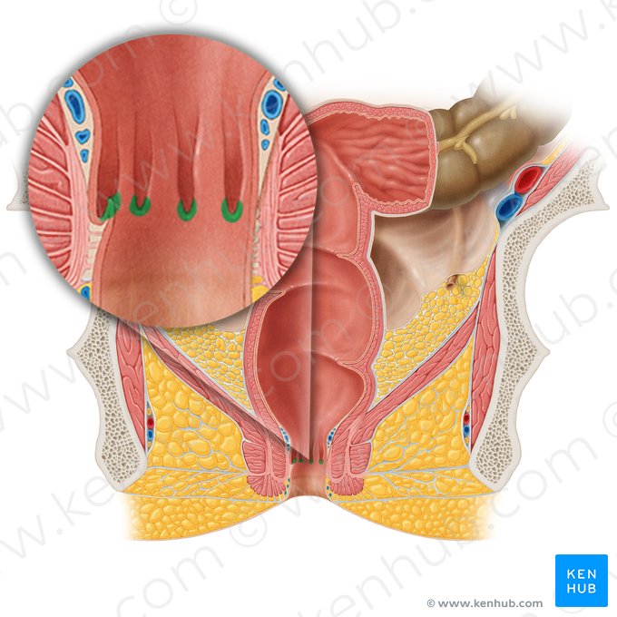 Valvules anales (Valvulae anales); Image : Samantha Zimmerman