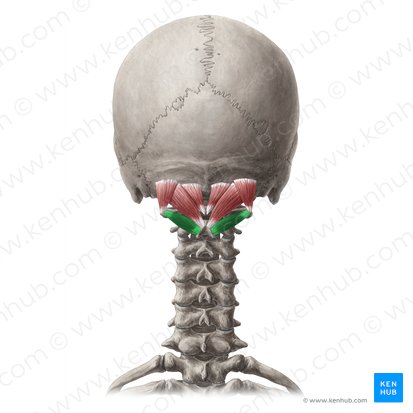 Músculo oblicuo mayor de la cabeza (Musculus obliquus capitis inferior); Imagen: Yousun Koh