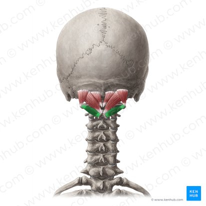 Musculus obliquus capitis inferior (Unterer schräger Kopfmuskel); Bild: Yousun Koh