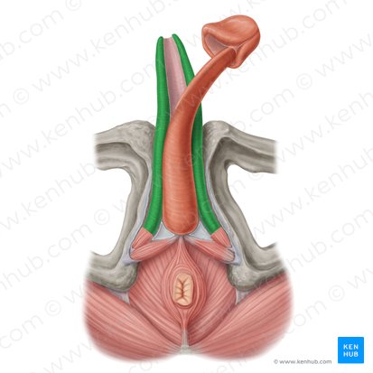 Corpo cavernoso do pênis (Corpus cavernosum penis); Imagem: Samantha Zimmerman