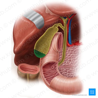 Fundo da vesícula biliar (Fundus vesicae biliaris); Imagem: Samantha Zimmerman