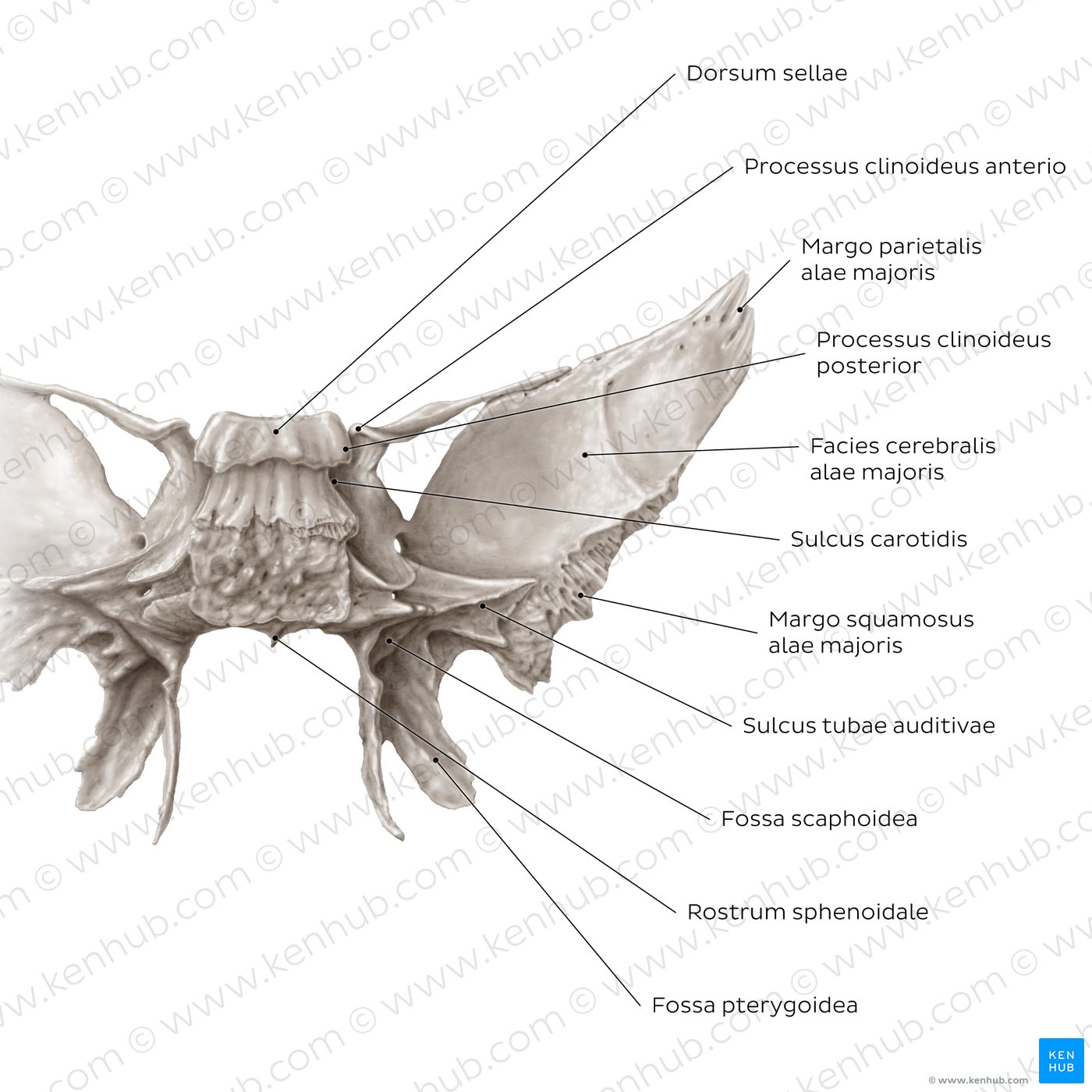 Sphenoid bone (posterior view)