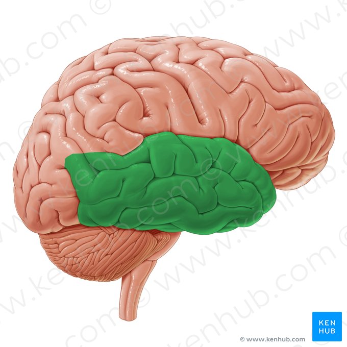 Lóbulo temporal (Lobus temporalis); Imagen: Paul Kim