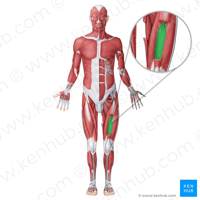 Muscle vaste intermédiaire (Musculus vastus intermedius); Image : Irina Münstermann