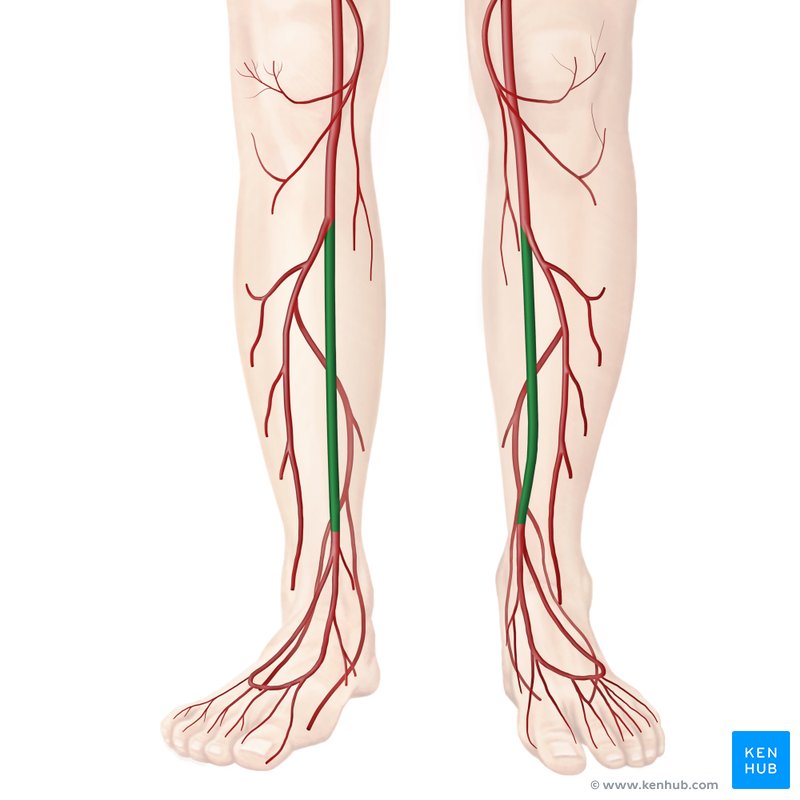 Anterior tibial artery (arteria tibialis anterior)