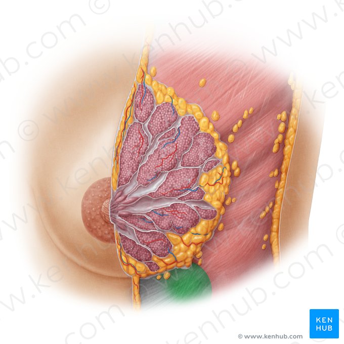 Rectus abdominis muscle (Musculus rectus abdominis); Image: Samantha Zimmerman