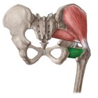 Quadratus femoris muscle