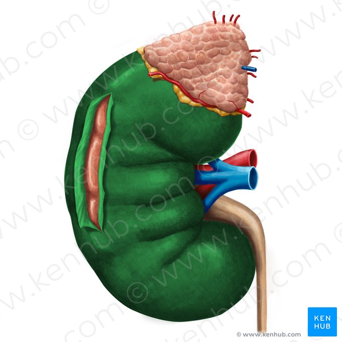 Capsule du rein (Capsula fibrosa renis); Image : Irina Münstermann