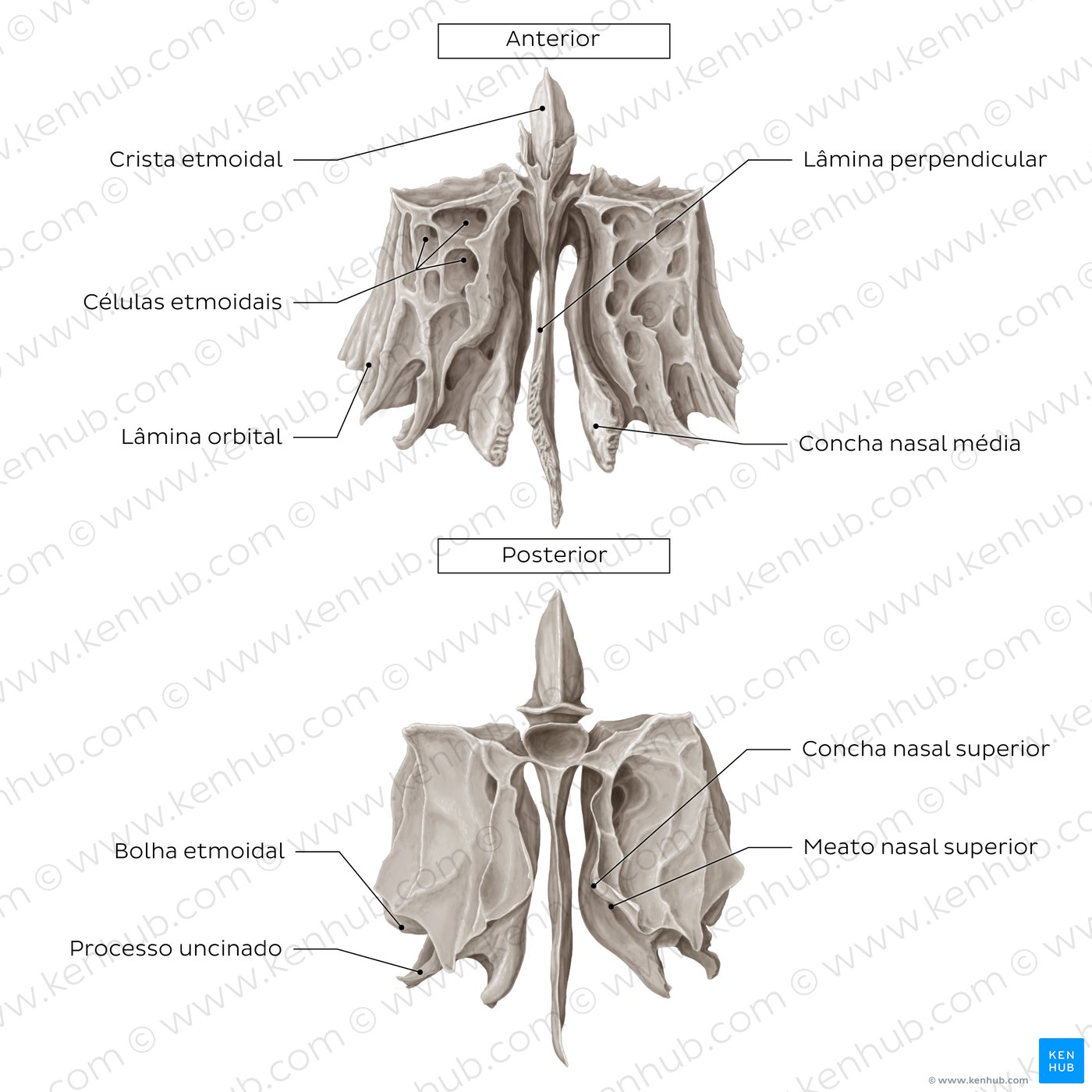 Ethmoid bone (anterior and posterior views)