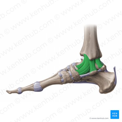 Ligamentum collaterale mediale tali (Inneres Kollateralband des Sprungbeins); Bild: Paul Kim