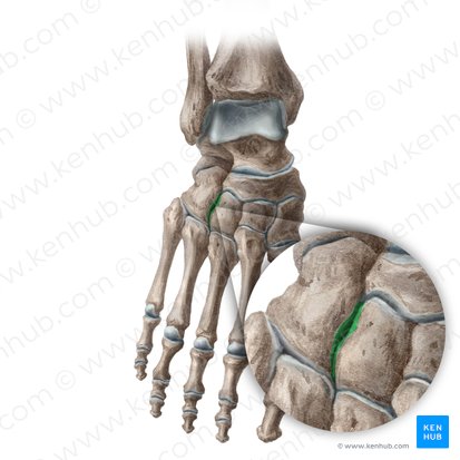 Articulación cubocuneiforme (Articularis cuneocuboidea); Imagen: Liene Znotina
