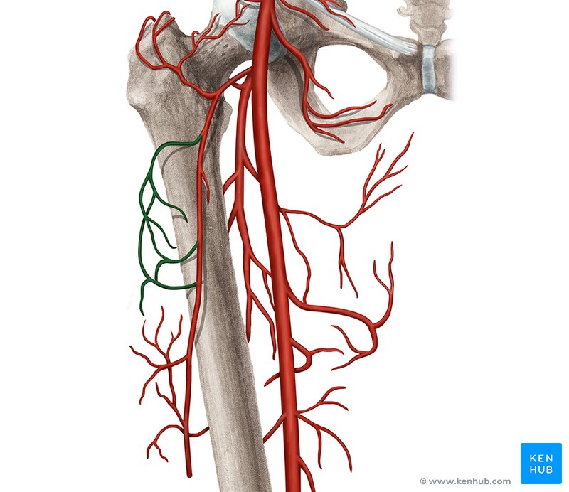 Transverse branch of lateral circumflex femoral artery - ventral view