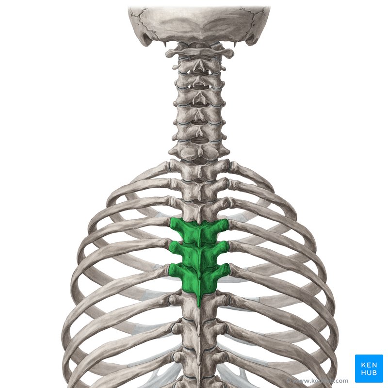 Quarta à sexta vértebras torácicas - vista posterior (verde)