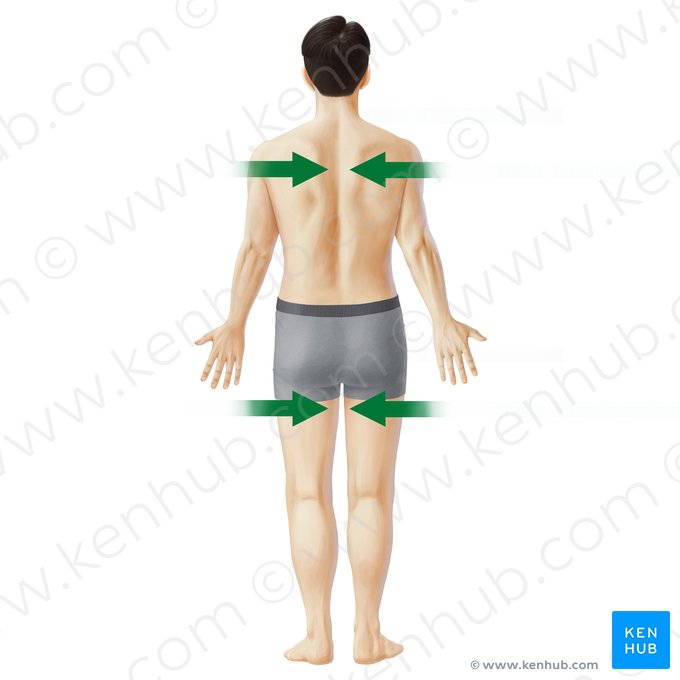 Medial (Medialis); Image: Paul Kim