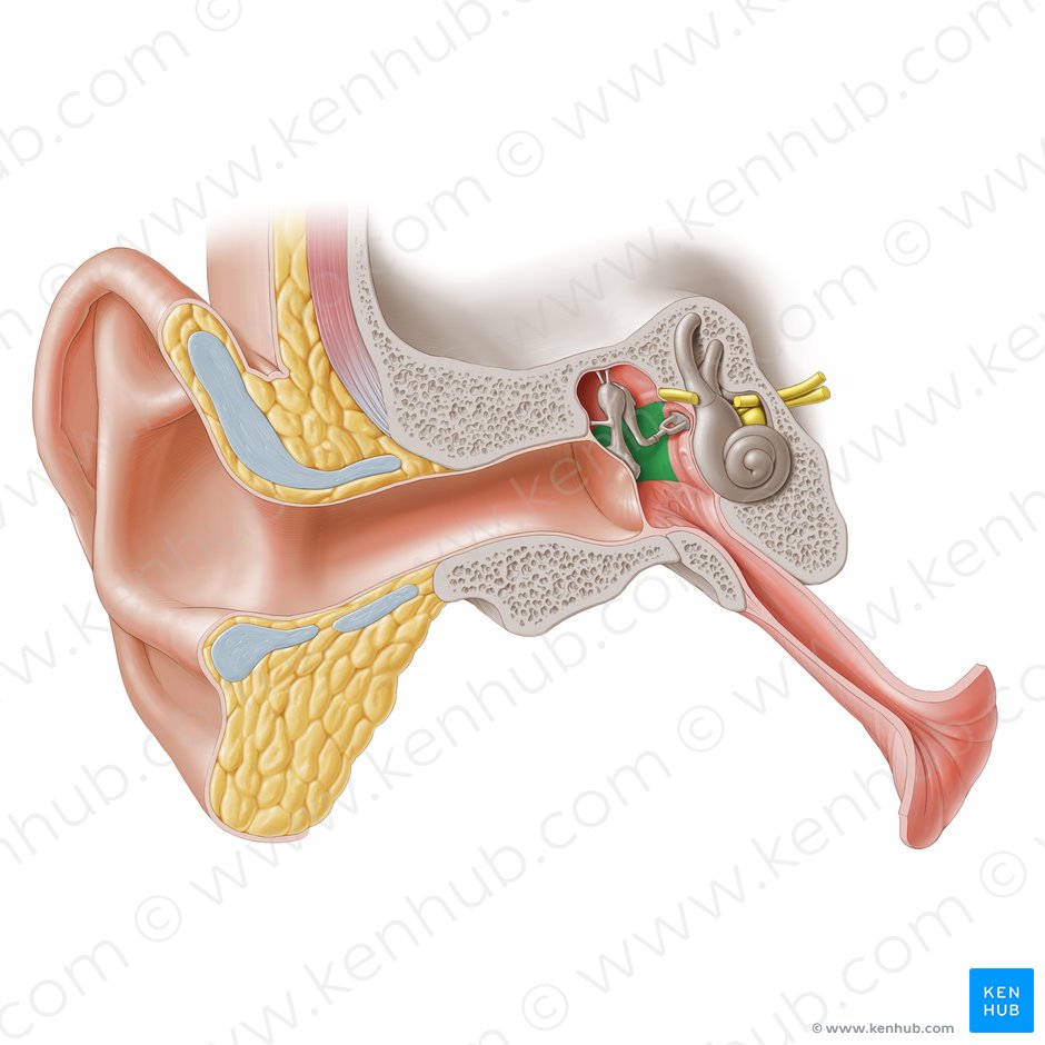 Middle ear: Anatomy, relating structures and supply | Kenhub