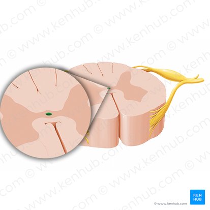 Conducto central de la médula espinal (Canalis centralis medullae spinalis); Imagen: Paul Kim