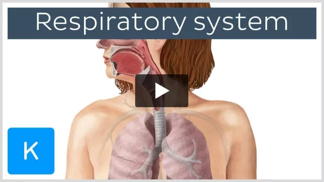 During inhalation, the diaphragm moves .