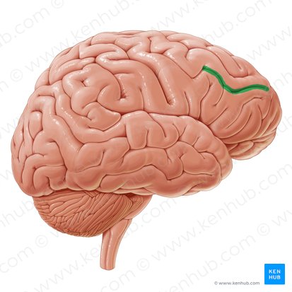 Surco frontal inferior (Sulcus frontalis inferior); Imagen: Paul Kim