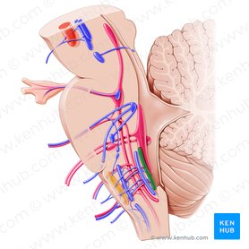 Posterior nucleus of vagus nerve (Nucleus posterior nervi vagi); Image: Paul Kim