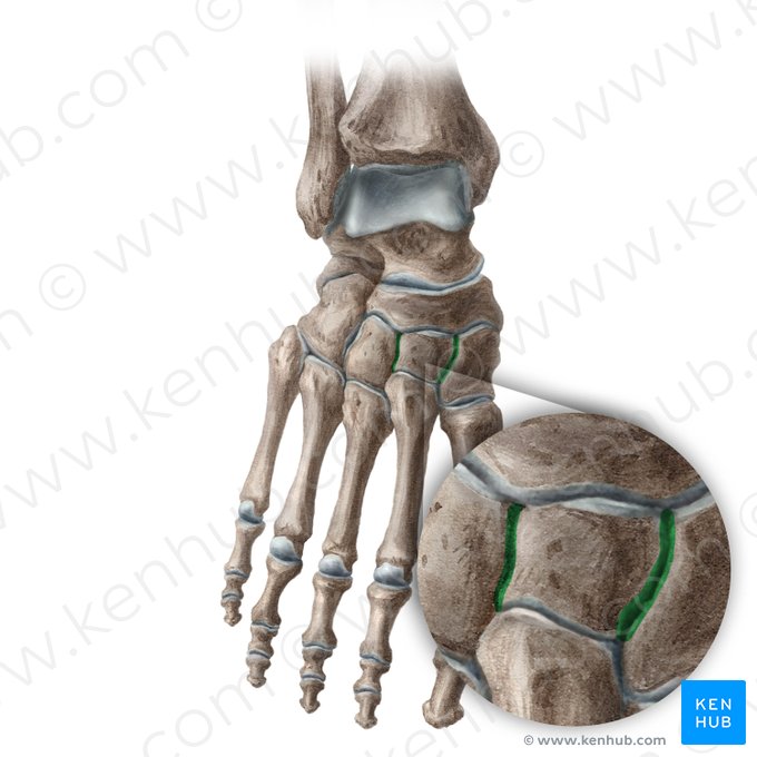 Articulaciones intercuneiformes (Articulationes intercuneiformes); Imagen: Liene Znotina