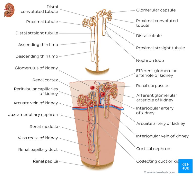 Nephron (overview)