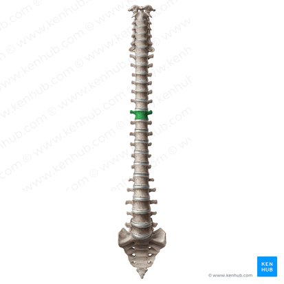Vertebra T7; Image: Paul Kim