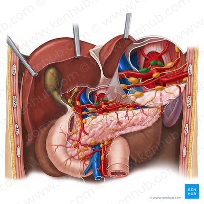 Celiac lymph nodes (Nodi lymphoidei coeliaci); Image: Esther Gollan