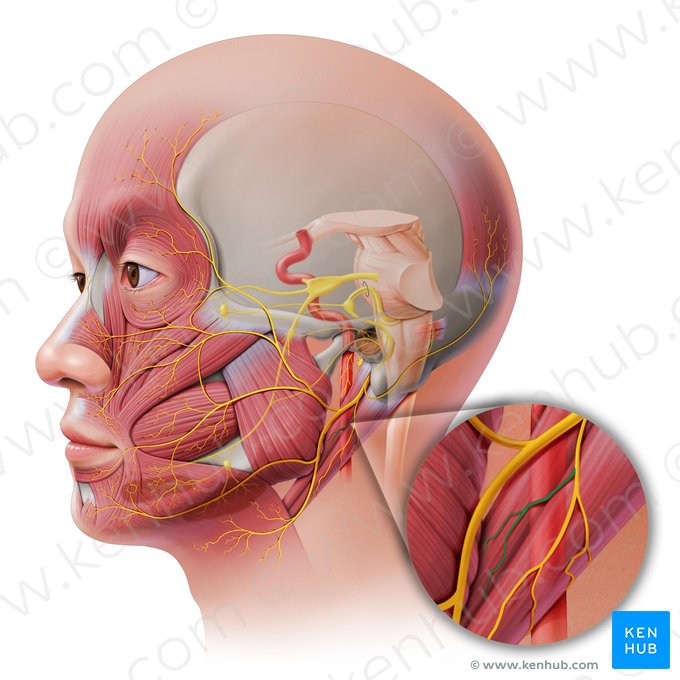 Ramus stylohyoideus nervi facialis (Griffel-Zungenbein-Ast des Gesichtsnervs); Bild: Paul Kim