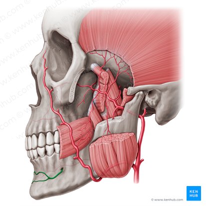 Ramus mentalis arteriae alveolaris inferioris (Kinnast der unteren Zahnfacharterie); Bild: Paul Kim