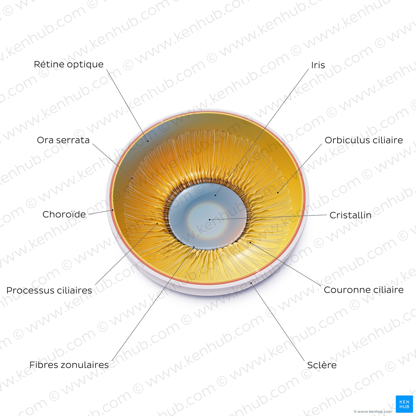 Cristallin et corps ciliaire (schéma)