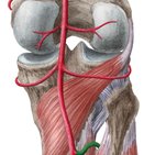 Arteria tibialis anterior