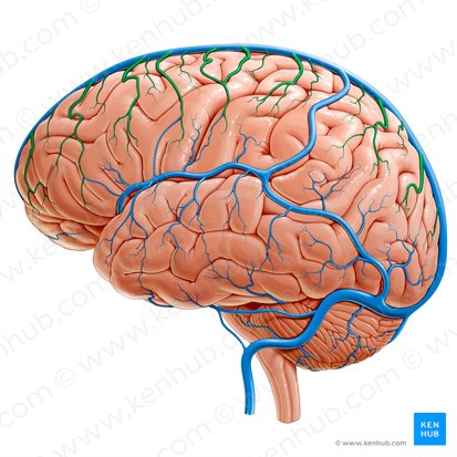 Superior cerebral veins (Venae superiores cerebri); Image: Paul Kim